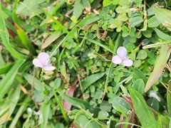 Murdannia loriformis