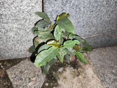 Ficus virens