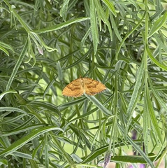 Chrysolarentia correlata