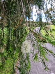 Melaleuca armillaris