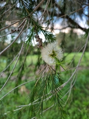 Melaleuca armillaris