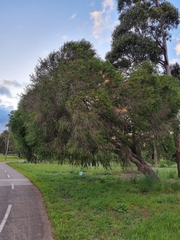 Melaleuca armillaris
