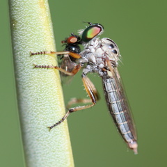 Ommatiini