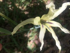 Gladiolus undulatus