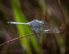 Orthetrum boumiera