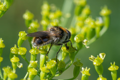 Cheilosia illustrata