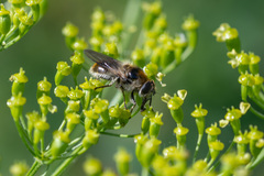 Cheilosia illustrata