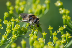 Cheilosia illustrata