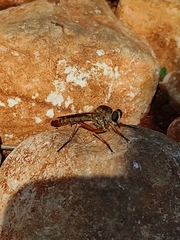 Asilidae
