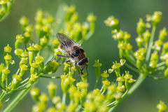 Cheilosia illustrata