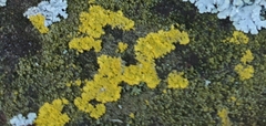 Teloschistaceae