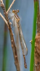 Austrolestes minjerriba
