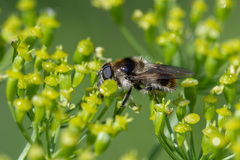 Cheilosia illustrata