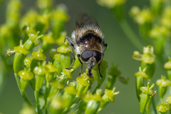 Cheilosia illustrata