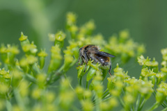 Cheilosia illustrata
