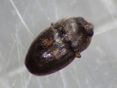 Propalticus oculatus