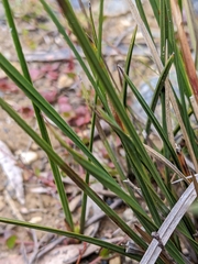 Machaerina tetragona