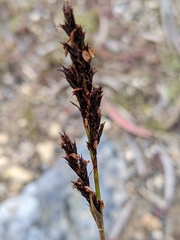 Machaerina tetragona