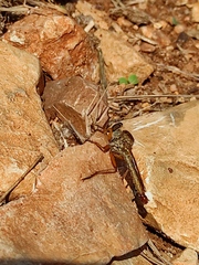 Asilidae