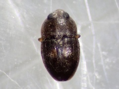 Propalticus oculatus
