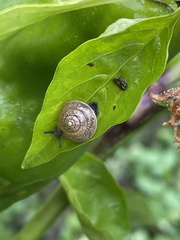 Hygromia cinctella