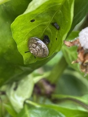 Hygromia cinctella