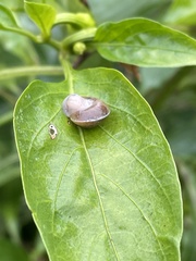 Hygromia cinctella