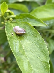 Hygromia cinctella