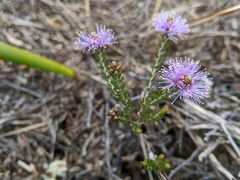 Melaleuca squamea