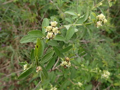Lippia javanica