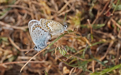 Plebejus argus corsicus