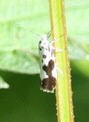 Ethmia quadrillella