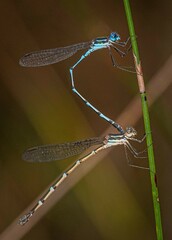 Austrolestes minjerriba