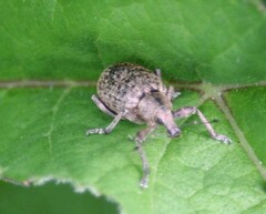 Liophloeus tessulatus