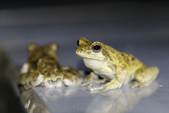 Chiromantis xerampelina