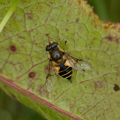 Eristalis horticola