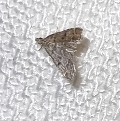 Lathrotelinae