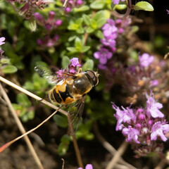 Eristalis horticola