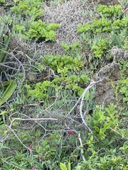 Aeonium lindleyi subsp. lindleyi image