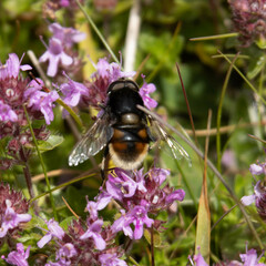 Eristalis intricaria
