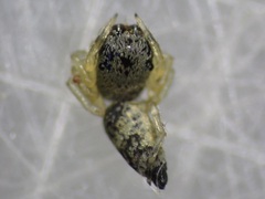 Cosmophasis lami