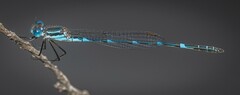 Austrolestes minjerriba
