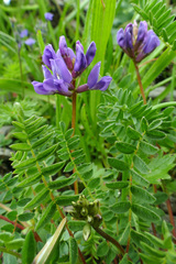 Oxytropis montana