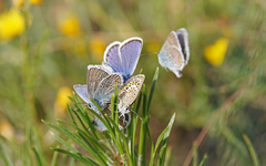 Plebejus argus corsicus