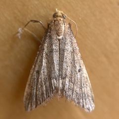 Bostra obsoletalis