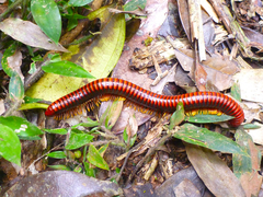 Aphistogoniulus sakalava