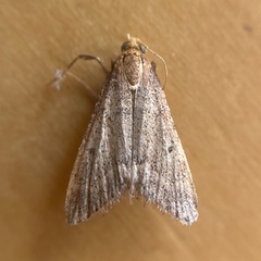 Bostra obsoletalis
