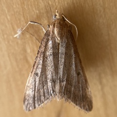 Bostra obsoletalis