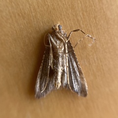 Bostra obsoletalis