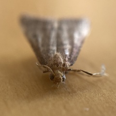 Bostra obsoletalis